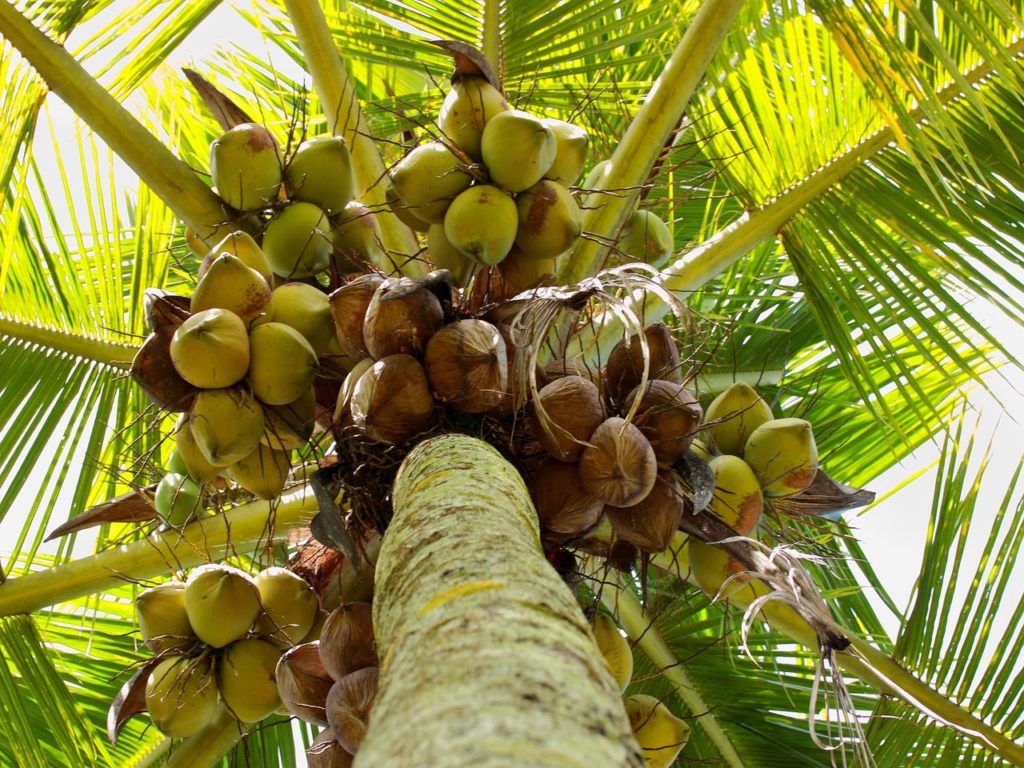 Reasons to Be Nuts for Coconuts